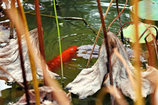 魚(yú)兒嬉水
