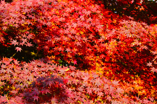 紅楓背景 紅楓葉