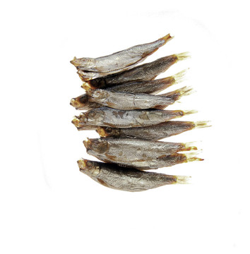 鯡魚