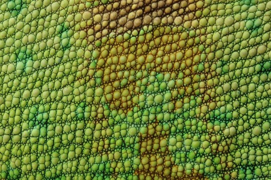 蜥蜴皮