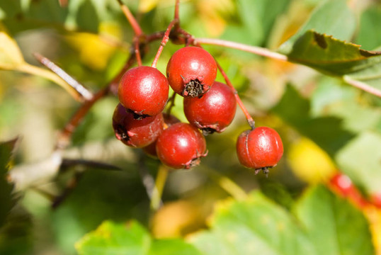 Hawthorn（山楂）成熟的漿果