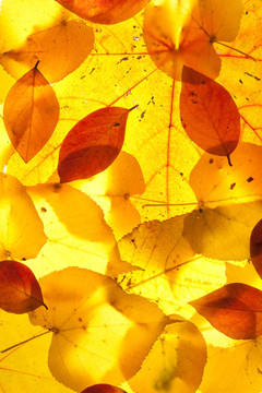 黃紅葉