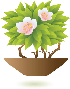 花卉盆栽