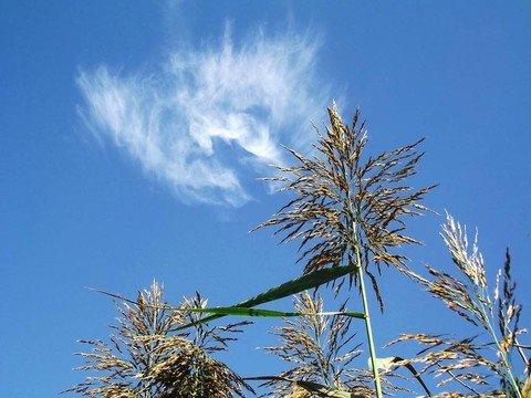 藍(lán)色天空的蘆葦4
