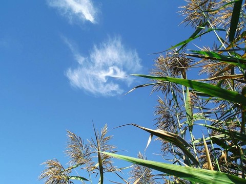 藍(lán)色天空的蘆葦3