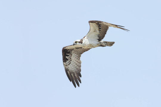 鶚（Pandion haliaetus）