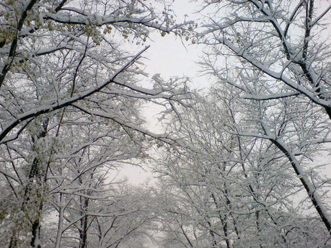 樹(shù)上的初雪