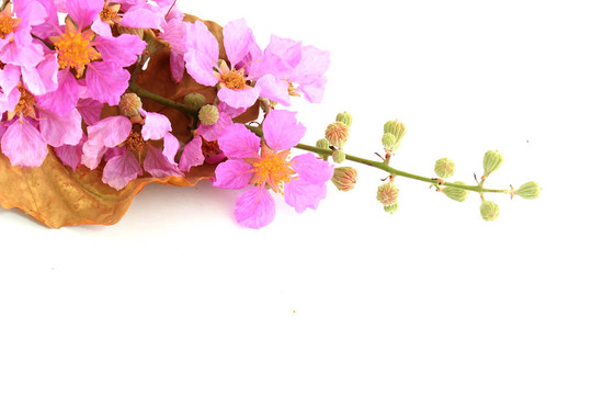 粉紅色花朵的細(xì)節(jié)