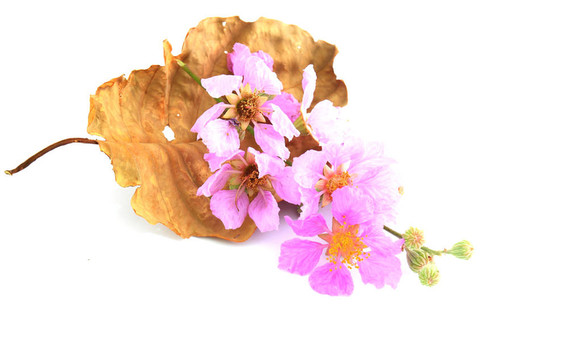 粉紅色花朵的細節(jié)