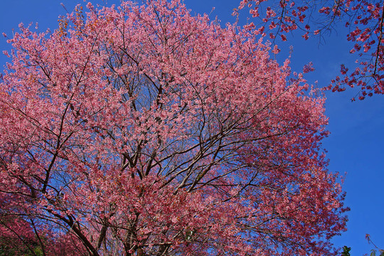 粉紅色和天藍(lán)色