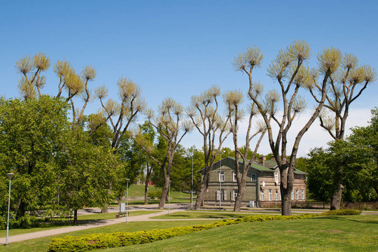 城市公園與奇怪的樹(shù)木