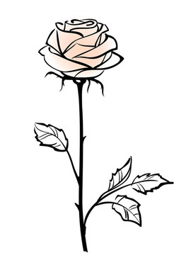白色背景上美麗的單粉色玫瑰花；插圖