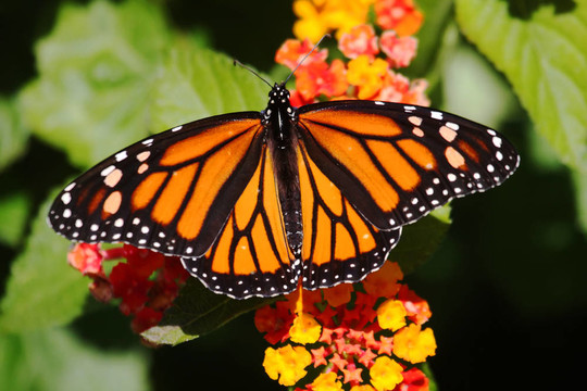 帝王蝶（Danaus plexippus）Flowers