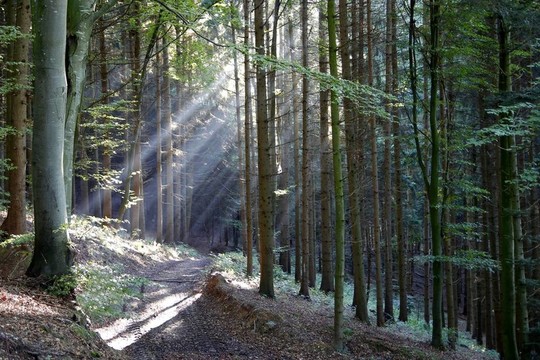 陽光在樹林里