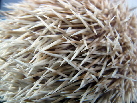 非洲小刺猬