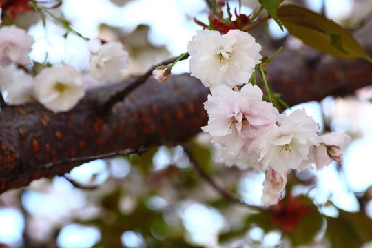 櫻花