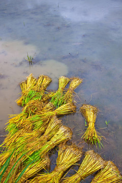 田間移植水稻芽