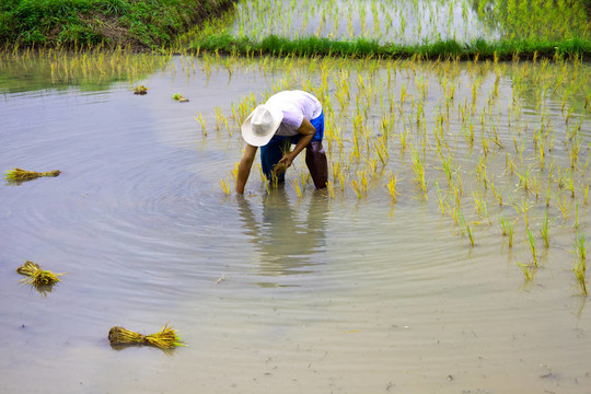 農(nóng)民在他的土地上移栽