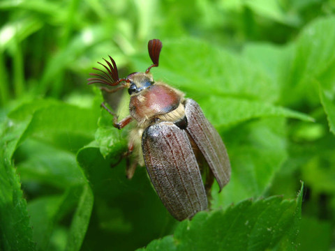 在草地上Maybug