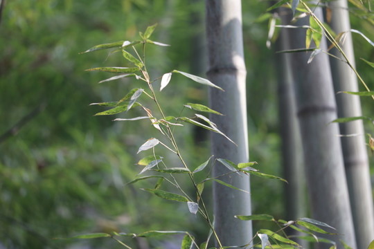 竹林