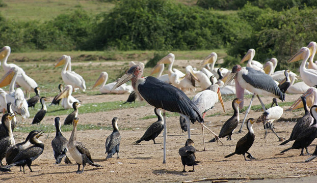 伊麗莎白女王國(guó)家公園的鳥類在烏干達(dá)