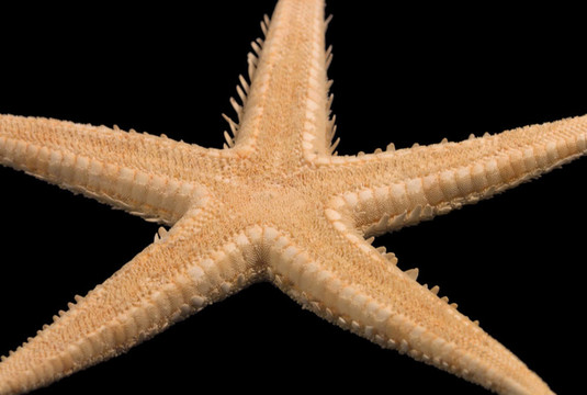 海星在黑色