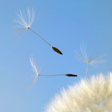 在藍(lán)色的背面飛蒲公英種子