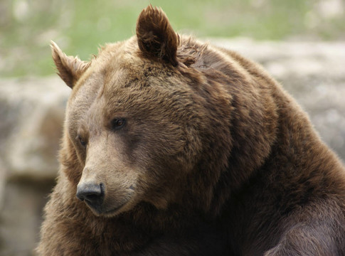 Brown Bear肖像