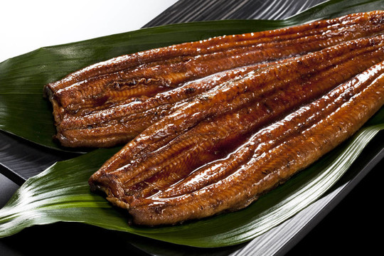 鰻魚(yú)（鰻魚(yú)）