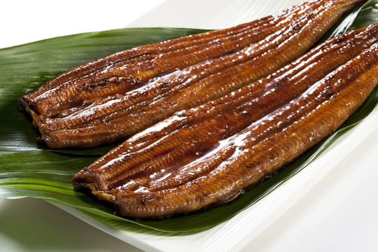 鰻魚（鰻魚）