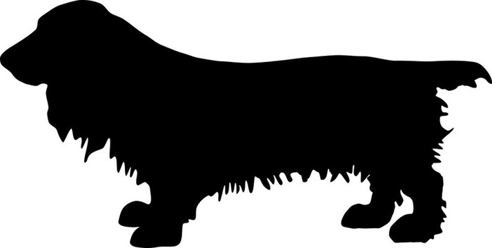 田野獵犬剪影