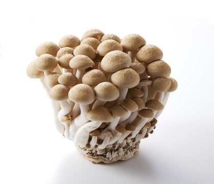 棕色蟹味菇（Buna Shimej