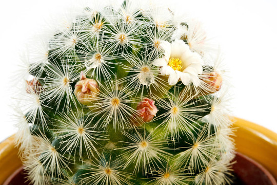仙人掌