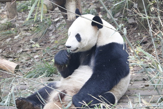熊貓吃竹