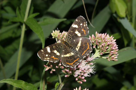 圖（Araschnia levana）