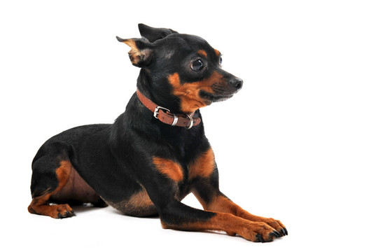 迷你杜賓犬