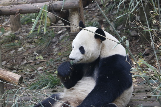 熊貓吃竹