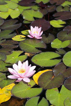 花園