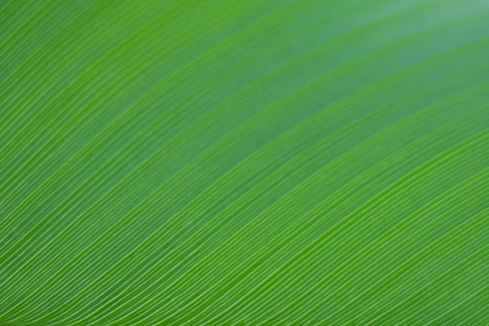 香蕉葉