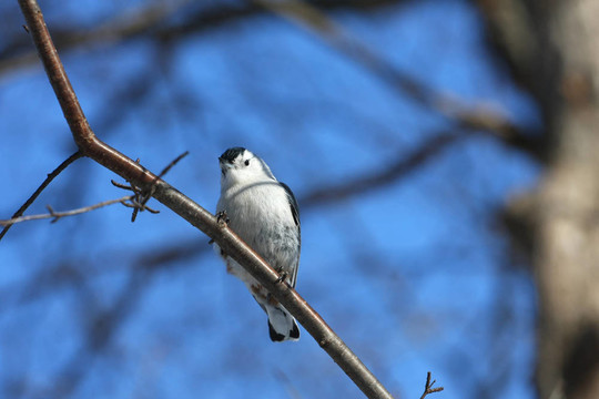 白胸鳾