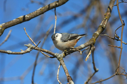 白胸鳾