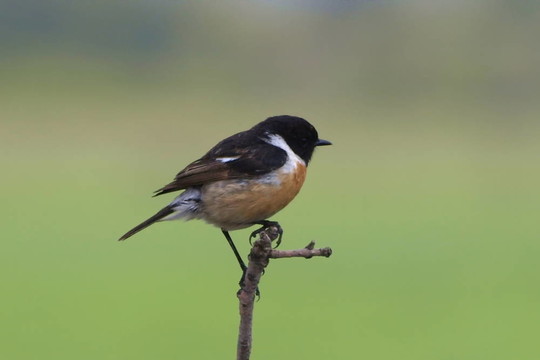 黑喉鴝；Saxicola torquata