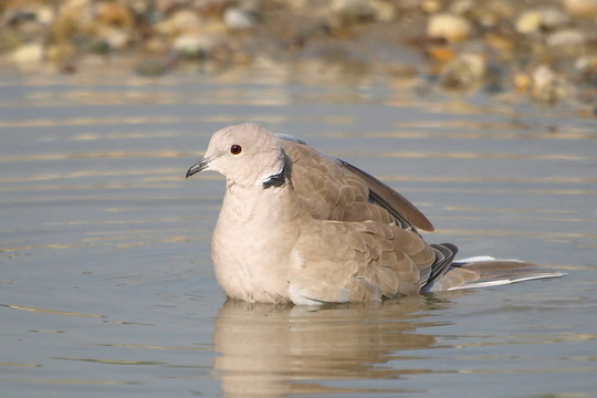 灰斑鳩；