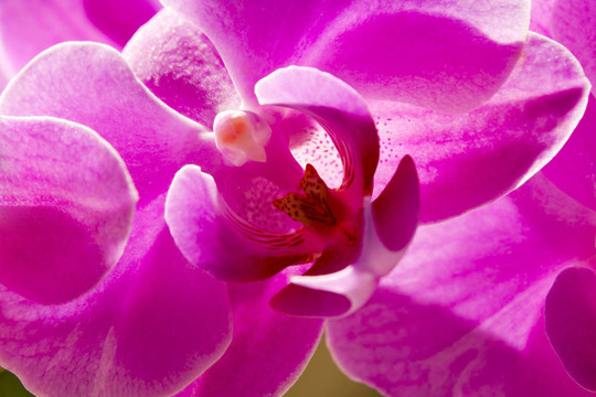 蘭花