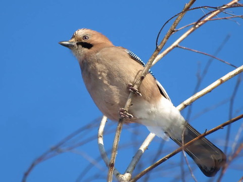 歐亞Jay Garulus glandarius