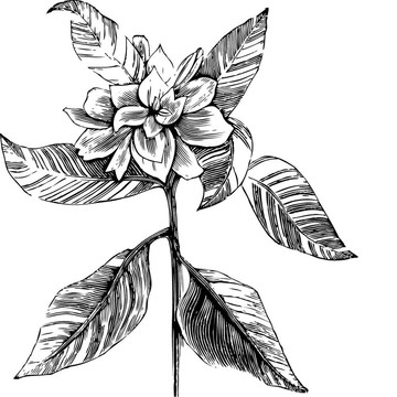 梔子花雕刻插畫