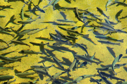 許多虹鱒魚