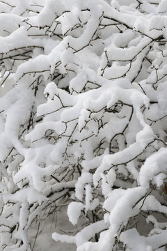 冰雪覆蓋的樹枝