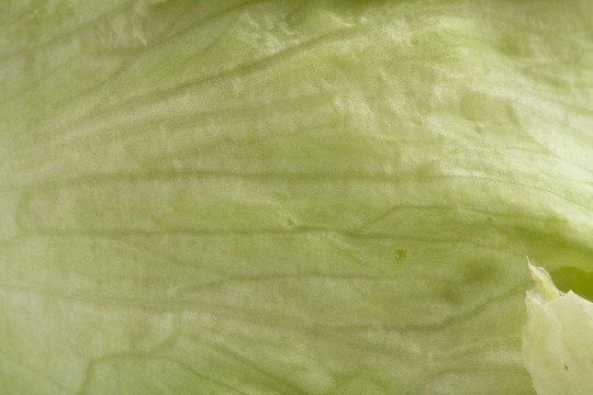 生菜