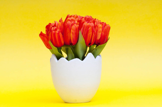 白色盆栽郁金香花
